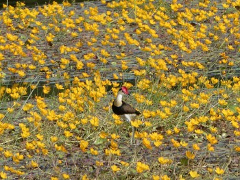 Comb-crested Jacana Knucky Lagoon, Darwin, NT, Australia Tue, 5/25/2021