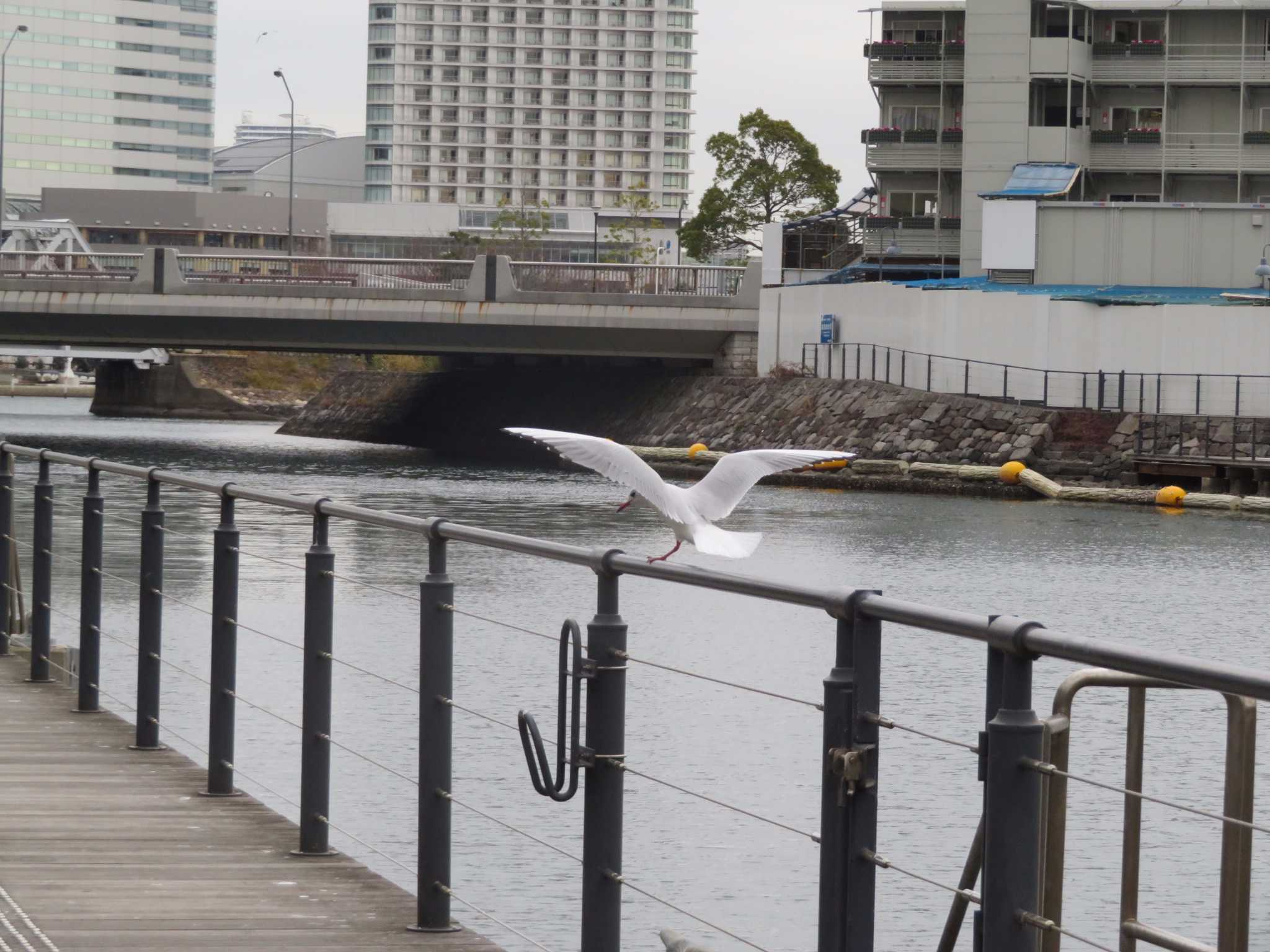 Photo of Black-headed Gull at 横浜 by オシオシオシドリ