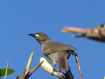 White-gaped Honeyeater