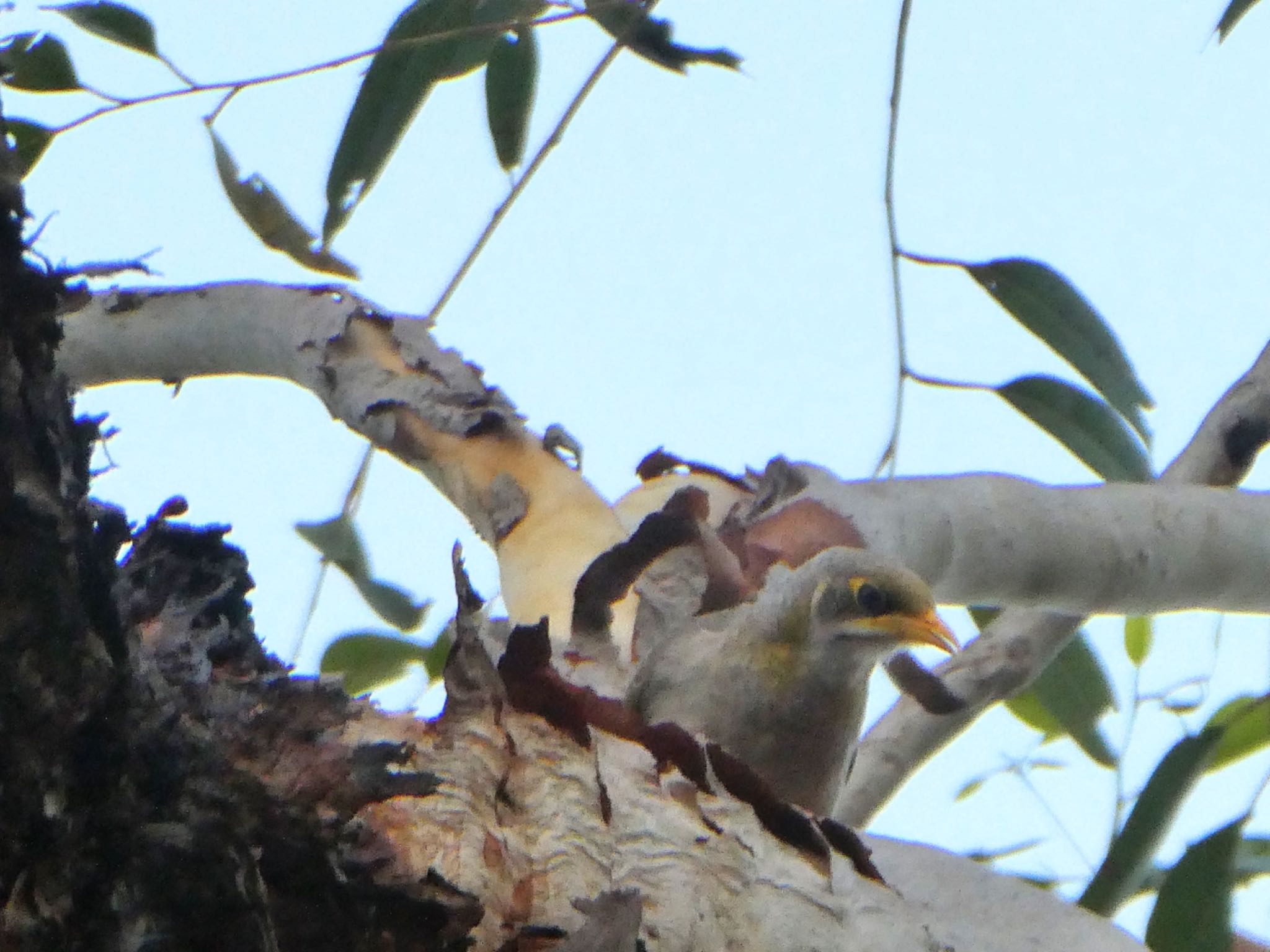 Batchelor, NT, Australia コシジロミツスイの写真 by Maki