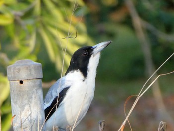 Silver-backed Butcherbird Batchelor, NT, Australia Mon, 5/24/2021