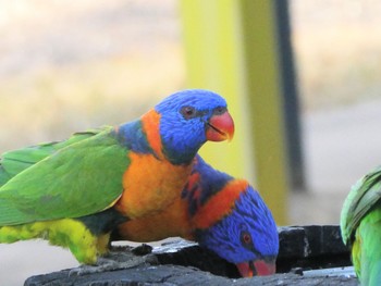 アカエリゴシキセイガイインコ