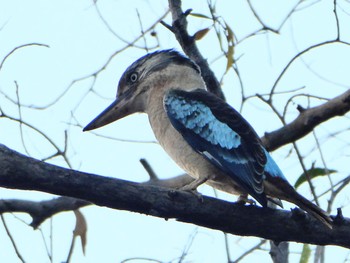 アオバネワライカワセミ Batchelor, NT, Australia 2021年5月24日(月)