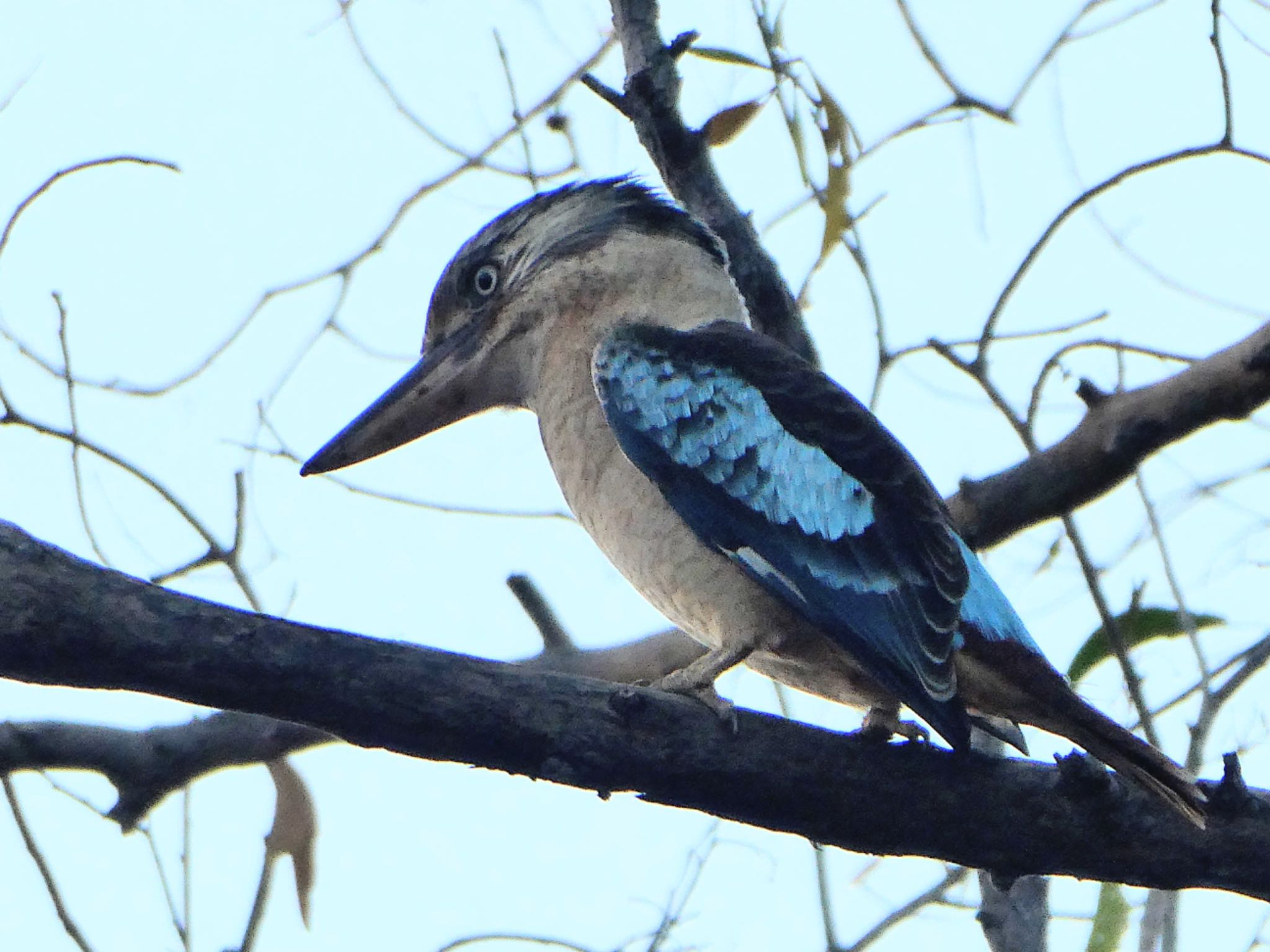 Batchelor, NT, Australia アオバネワライカワセミの写真 by Maki