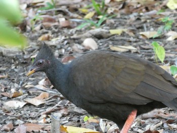 オーストラリアツカツクリ George Brown Darwin Botanic Gardens, Darwin, NT, Australia 2021年5月25日(火)