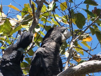 アカオクロオウム Litchfield National Park, NT, Darwin 2021年5月24日(月)