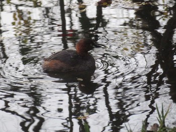 Little Grebe Inokashira Park Sat, 12/9/2017