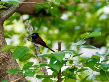 サンコウチョウ 大阪城公園 2022年5月8日(日)