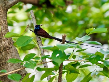 サンコウチョウ 大阪城公園 2022年5月8日(日)