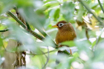 2022年5月20日(金) 座間谷戸山公園の野鳥観察記録