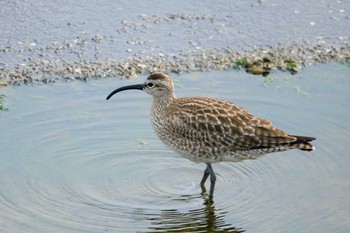 Eurasian Whimbrel 日の出三番瀬沿い緑道 Fri, 5/20/2022