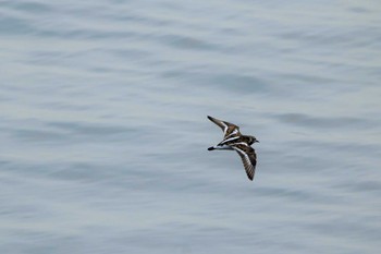 Ruddy Turnstone 日の出三番瀬沿い緑道 Fri, 5/20/2022