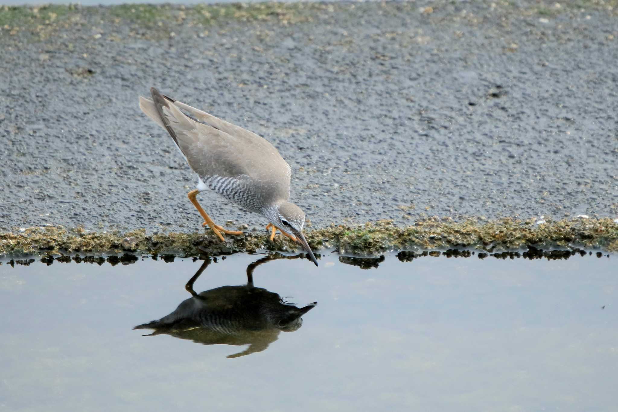 Photo of Grey-tailed Tattler at 日の出三番瀬沿い緑道 by てれすこ