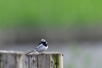 2022年5月19日(木) 葛西臨海公園の野鳥観察記録