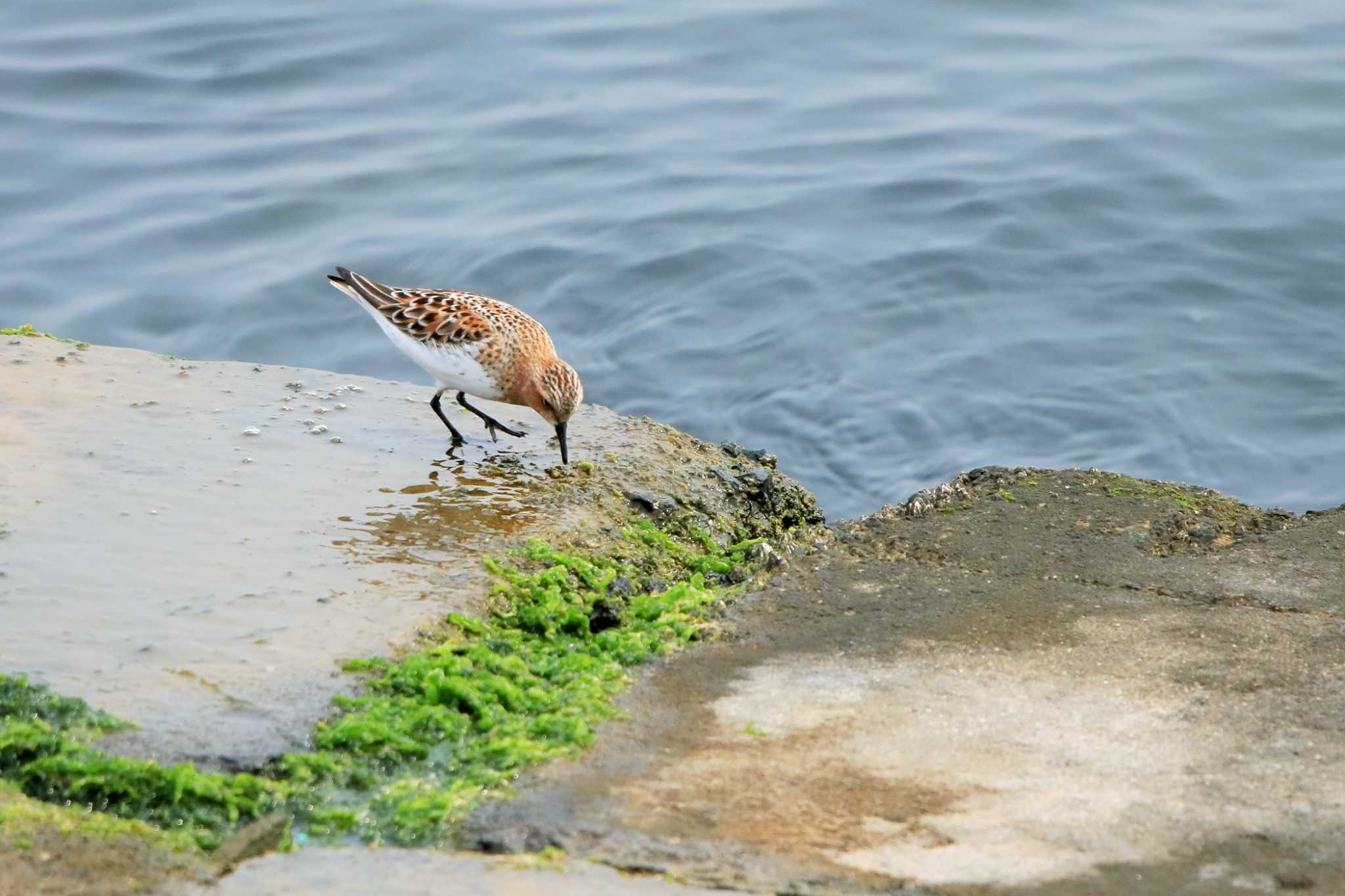 日の出三番瀬沿い緑道 トウネンの写真 by てれすこ