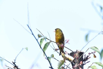 カワラヒワ 長浜公園 2022年5月20日(金)