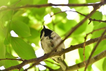 2022年5月20日(金) 長浜公園の野鳥観察記録