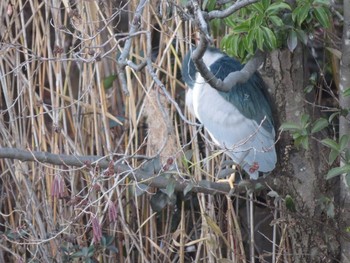 Black-crowned Night Heron Inokashira Park Sat, 12/9/2017