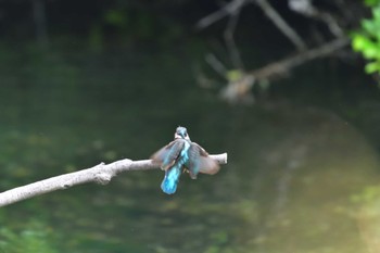 カワセミ 長浜公園 2022年5月20日(金)