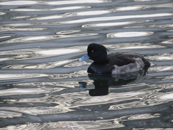 Tufted Duck Inokashira Park Sat, 12/9/2017