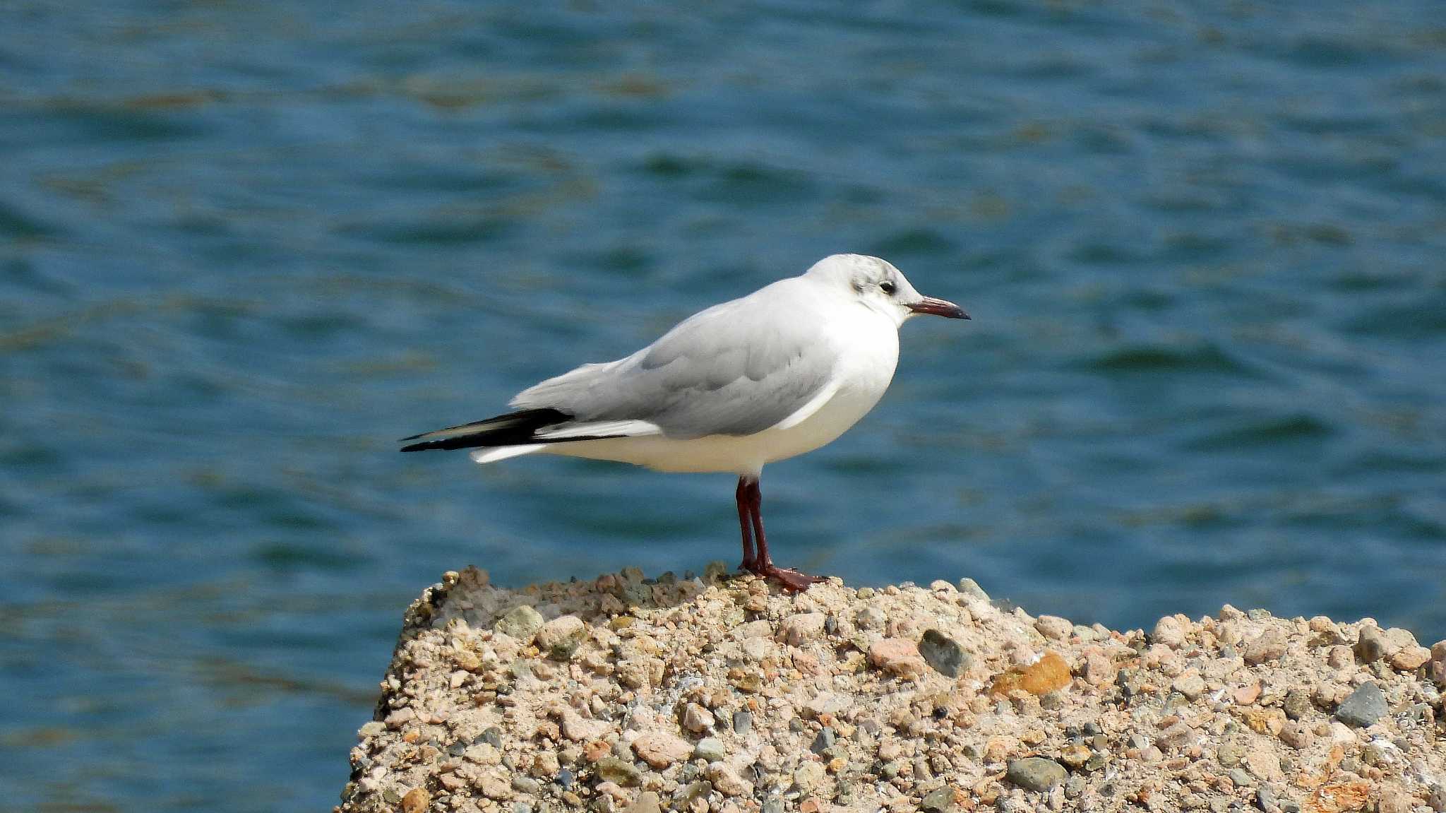 甲子園浜(兵庫県西宮市) ユリカモメの写真 by いしころ