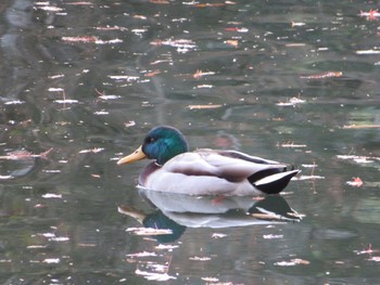 マガモ 井の頭公園 2017年12月9日(土)