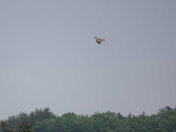 Golden Eagle 岩手県岩泉町 Sun, 5/15/2022