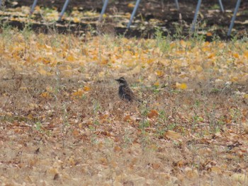 Dusky Thrush 三鷹市深大寺 Fri, 12/8/2017