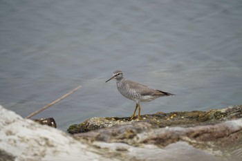 2022年5月20日(金) 飯梨川河口(島根県安来市)の野鳥観察記録