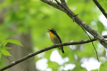 Narcissus Flycatcher 野幌森林公園 Fri, 5/20/2022