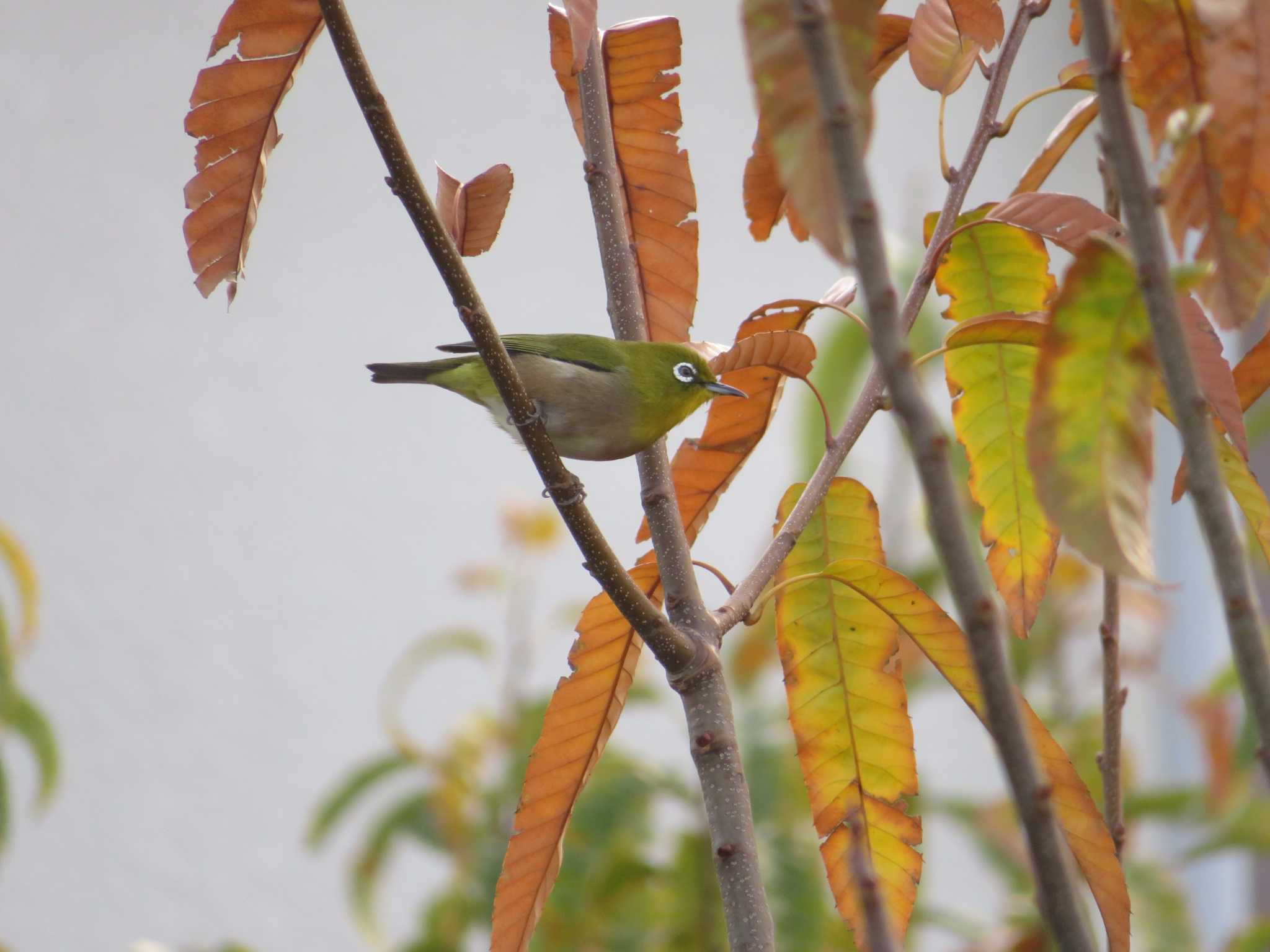 Photo of Warbling White-eye at 三鷹市深大寺 by オシオシオシドリ