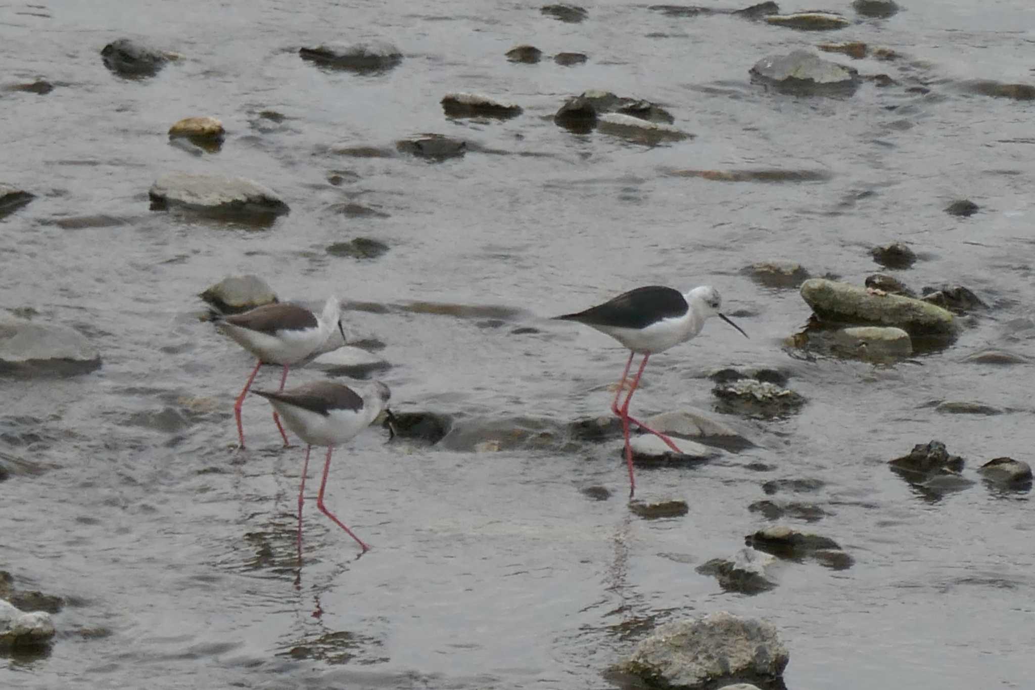 Black-winged Stilt