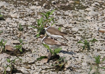 2022年5月17日(火) 鴨川の野鳥観察記録