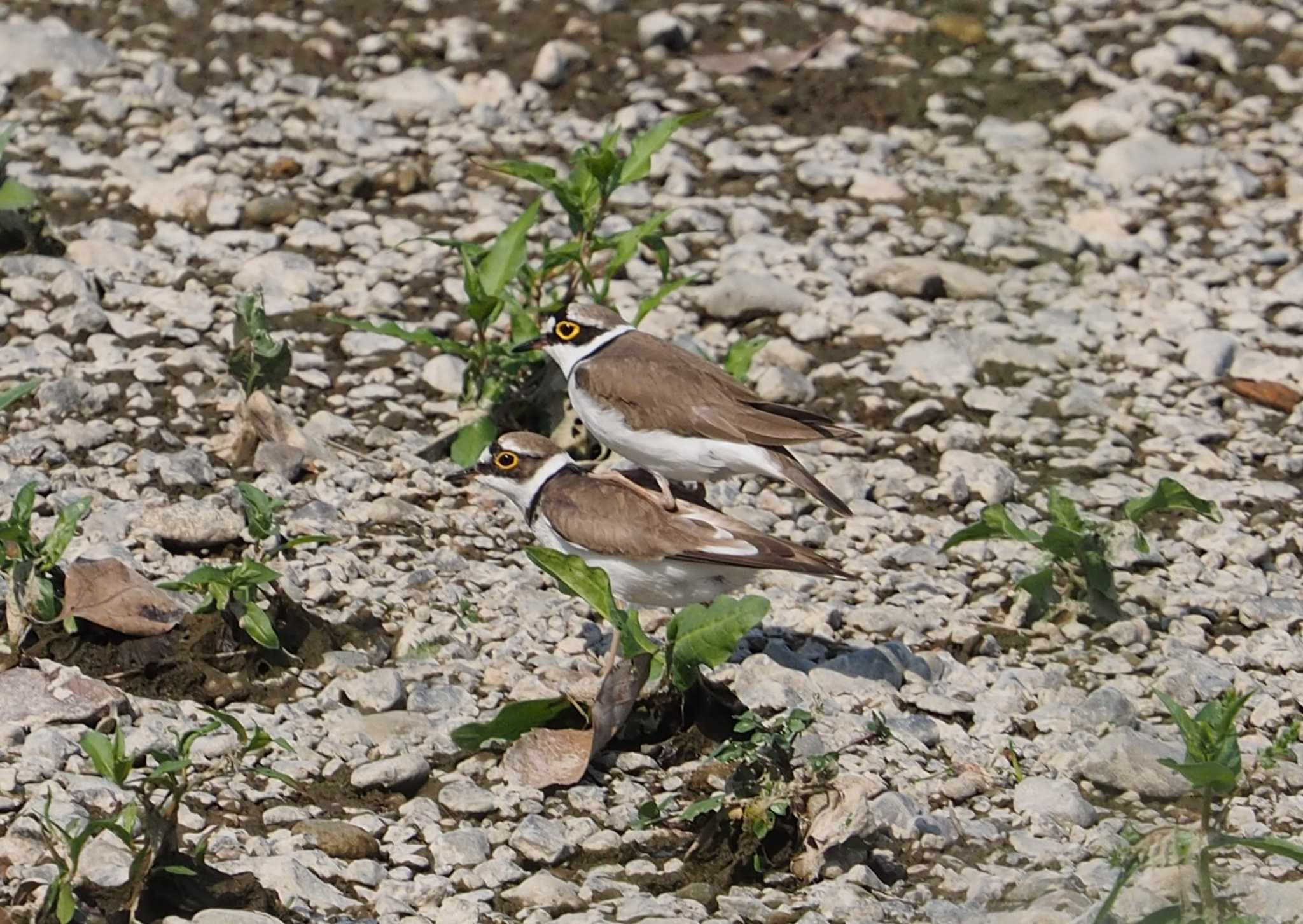 Little Ringed Plover