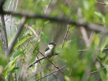 2022年5月18日(水) 新横浜公園の野鳥観察記録