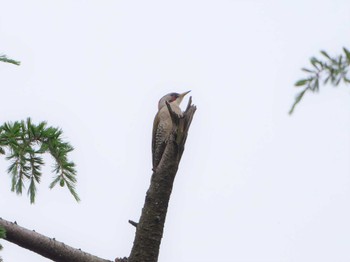 2022年5月19日(木) 三ツ池公園(横浜市鶴見区)の野鳥観察記録