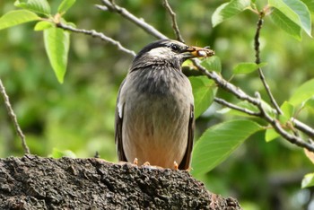 2022年5月20日(金) 都立浮間公園の野鳥観察記録