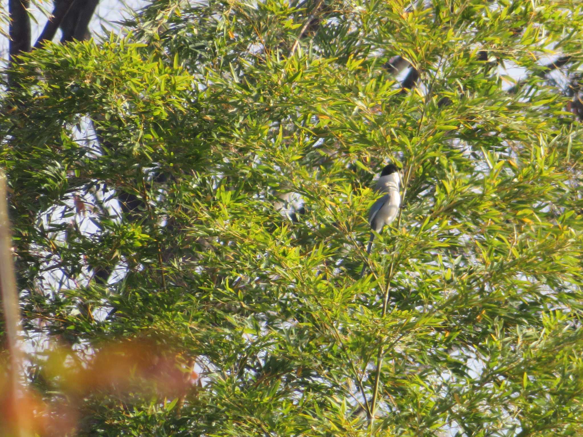 Photo of Azure-winged Magpie at 三鷹市深大寺 by オシオシオシドリ