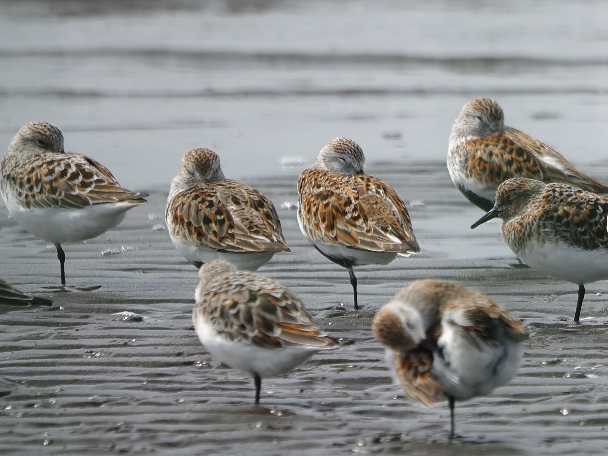 Dunlin