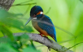 2022年5月20日(金) 千里東町公園の野鳥観察記録