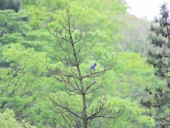 2022年5月15日(日) 朝明渓谷の野鳥観察記録