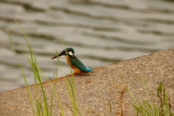 Common Kingfisher 川崎 Fri, 5/20/2022