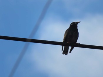 White-cheeked Starling Unknown Spots Thu, 12/7/2017