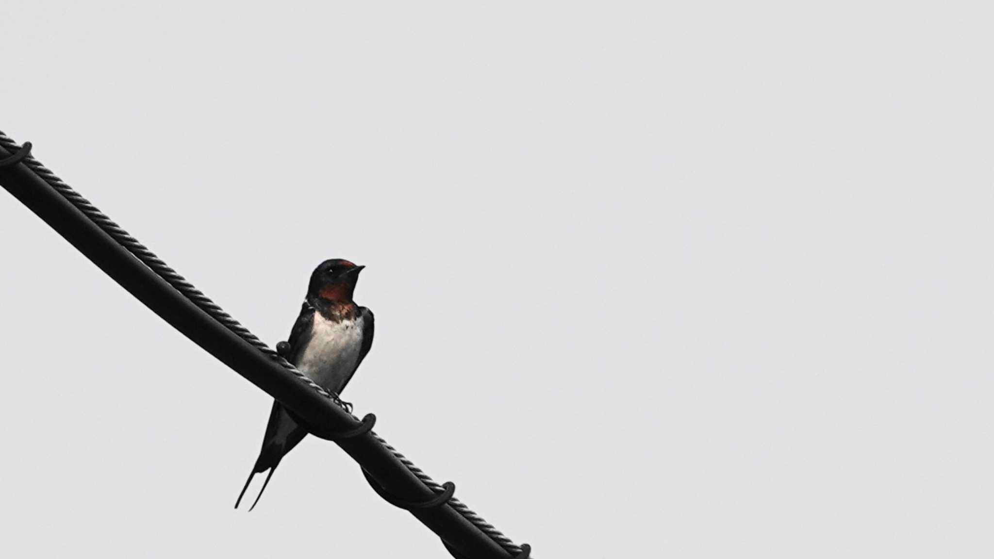 Photo of Barn Swallow at 金井公園 by jun tanaka