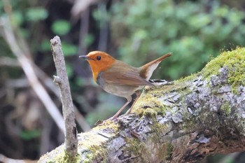 Japanese Robin 山梨県甲州市 Sun, 5/8/2022