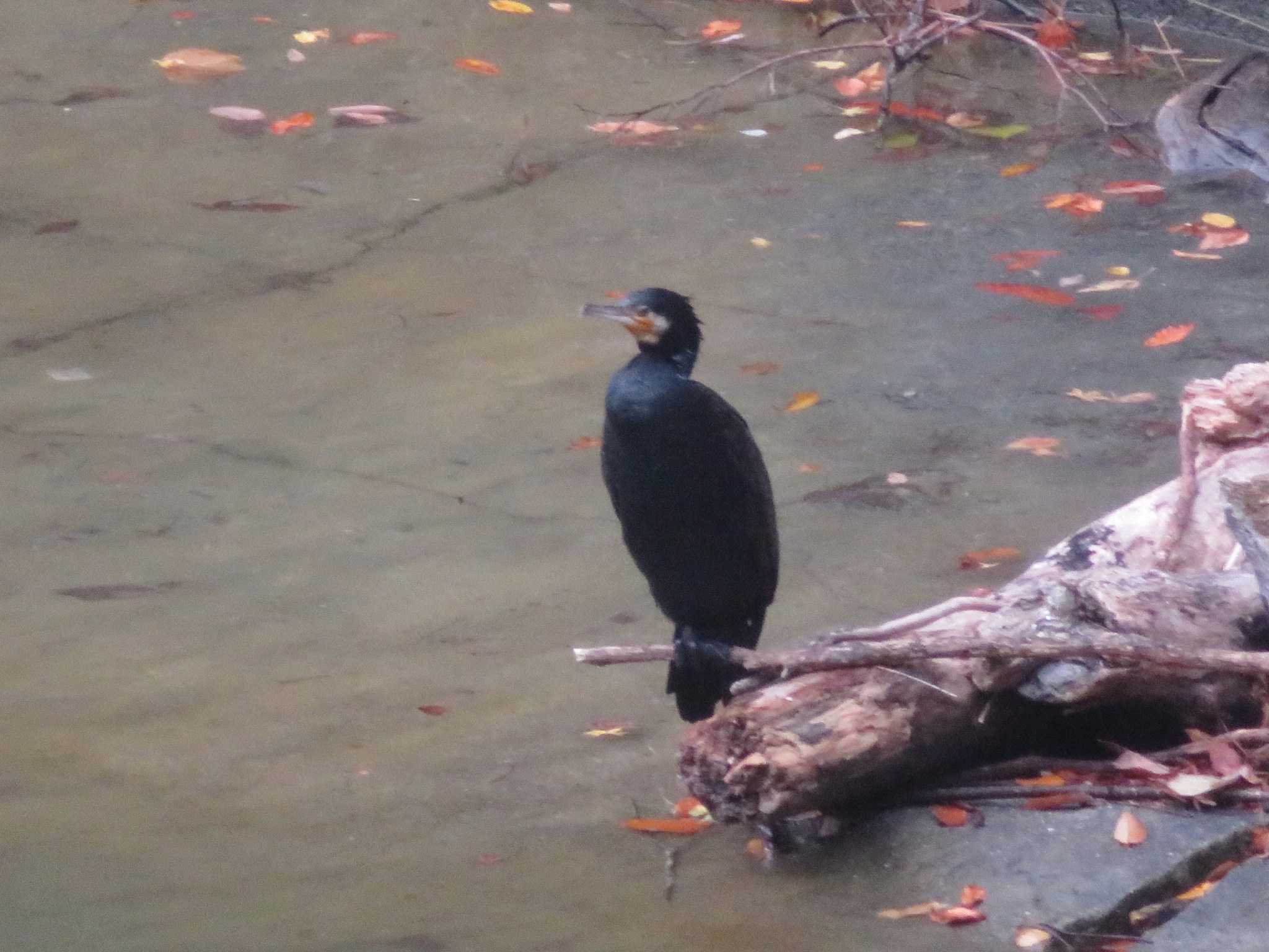 Photo of Great Cormorant at 丹沢湖 by オシオシオシドリ