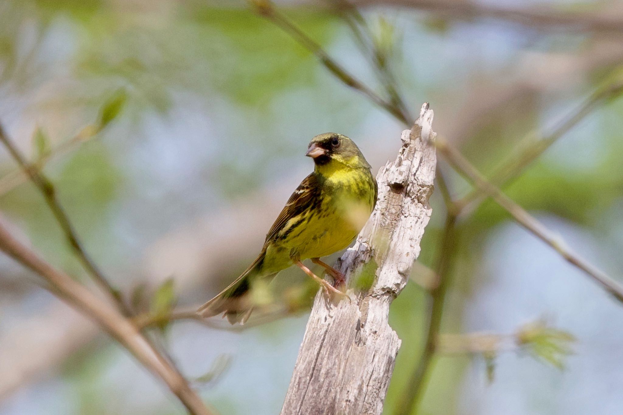 Masked Bunting