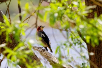 2022年5月19日(木) 茨戸川緑地の野鳥観察記録
