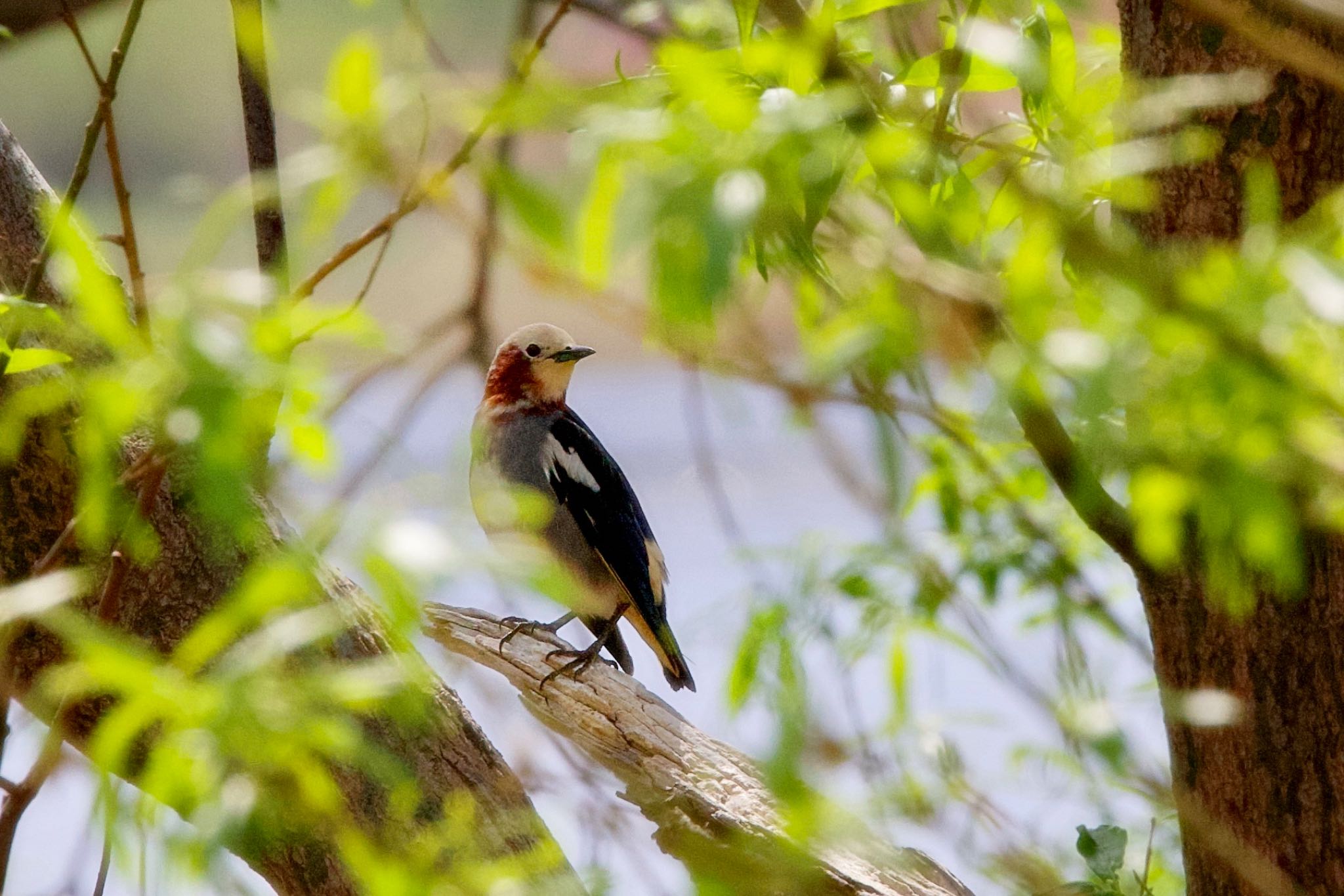 Chestnut-cheeked Starling