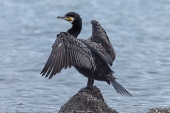 カワウ 東京港野鳥公園 2022年5月8日(日)